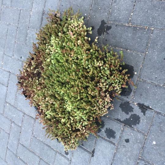 Wildflowertray m2 op aanvraag