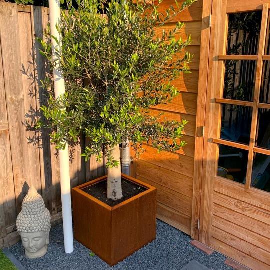 Cortenstaal plantenbak - Vierkant - 50 x 50 x 40 cm - Zonder bodemplaat