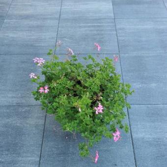 Terras+ Tegel 60x60x4 cm Grijs/Zwart