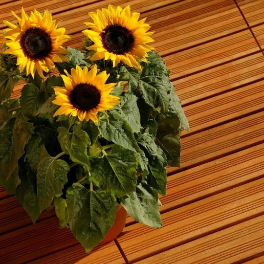 Elephant terrastegel duurzaam hardhout FSC – 2,4 x 50 x 50 cm – semi-ribbel profiel