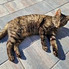 H2O Comfort Square 20x30x6 cm Steen Ocean – Comfort en ondersteuning in één