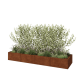 Cortenstaal plantenbak XXL - Rechthoek - 320 x 80 x 40 cm - Zonder bodemplaat