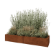 Cortenstaal plantenbak XXL - Rechthoek - 200 x 60 x 30 cm - Met bodemplaat