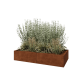 Cortenstaal plantenbak XXL - Rechthoek - 160 x 80 x 30 cm - Zonder bodemplaat