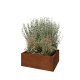 Cortenstaal plantenbak - Rechthoek - 80 x 60 x 30 cm - Zonder bodemplaat