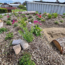 Beezzz  n Bio daktuinpakket